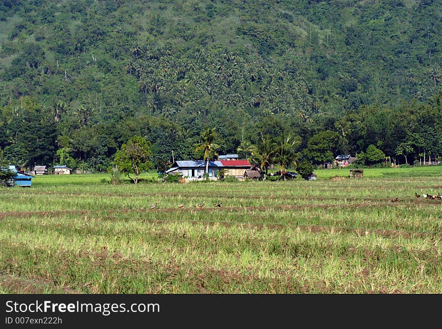 Little Houses on a Filipino rice field. Little Houses on a Filipino rice field
