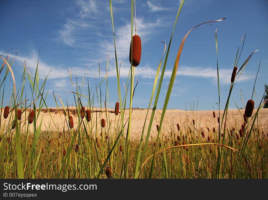 Cattails (also known as bulrushes) growing by the lake