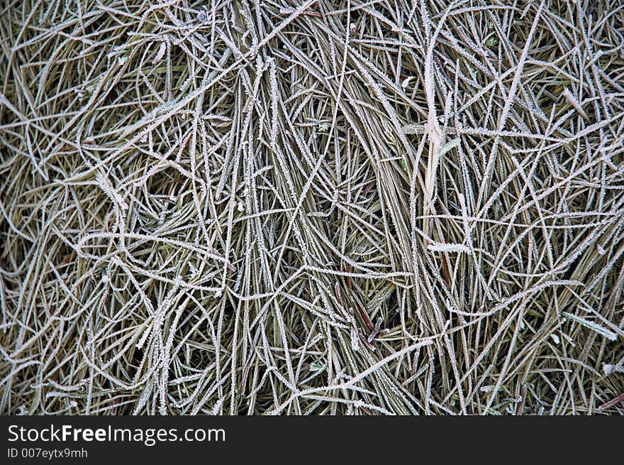 Grass hit by a late frosty night in may. Grass hit by a late frosty night in may