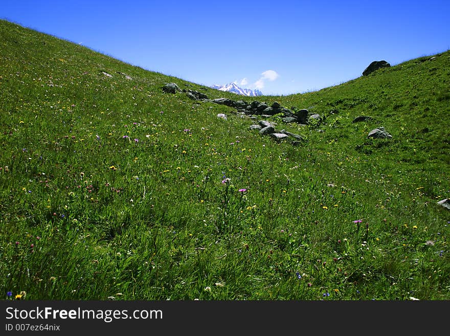 Alpine meadow with a lot of flowers, green grass and a small mountain in background.