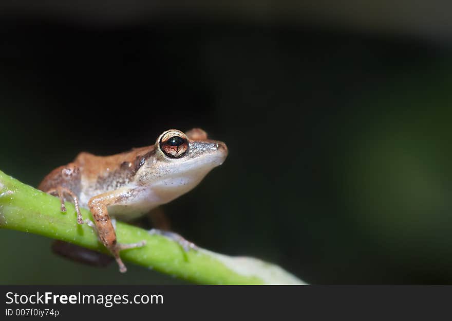 Cute little tree frog with room to write. Cute little tree frog with room to write