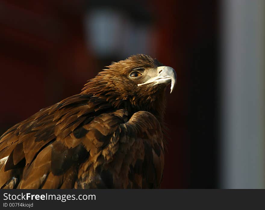 Illustration for magazine about birds. An eagle close-up. Illustration for magazine about birds. An eagle close-up