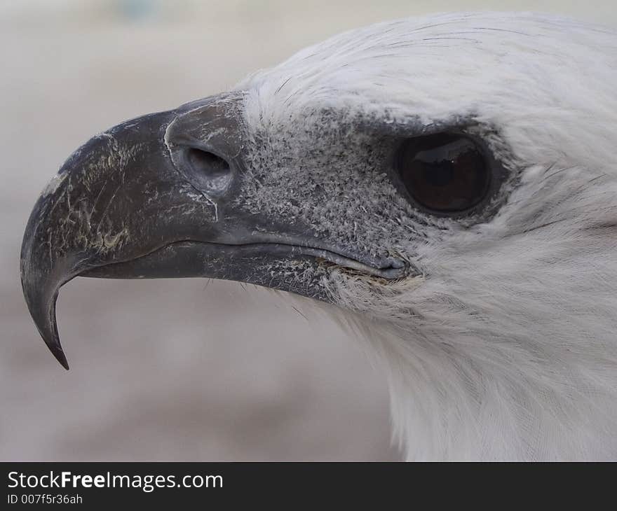 Fish Eagle Face