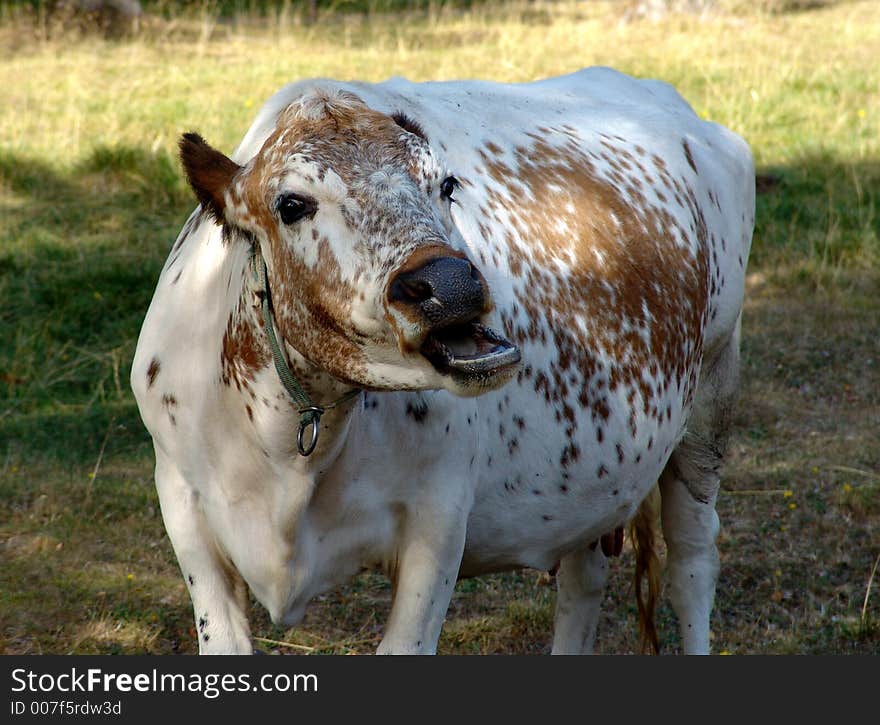 Cow