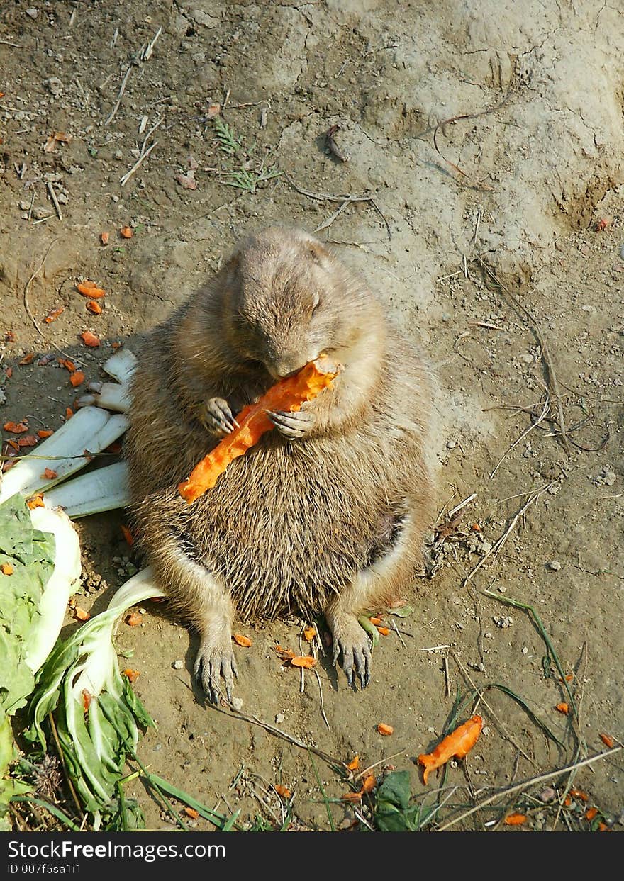 Marmot feeding itself