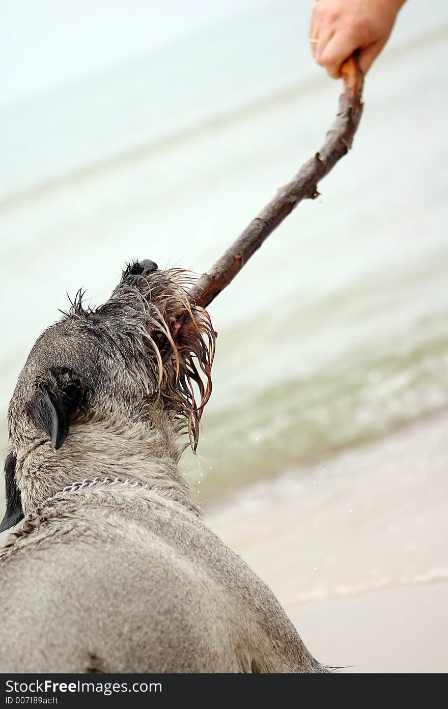 Play with dog on the beach