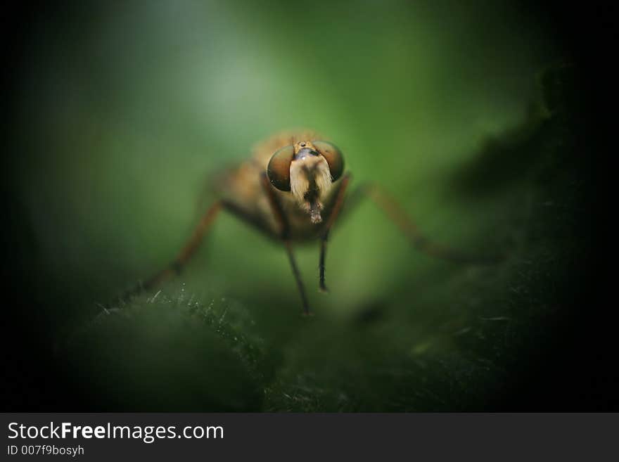 Macro. Fly