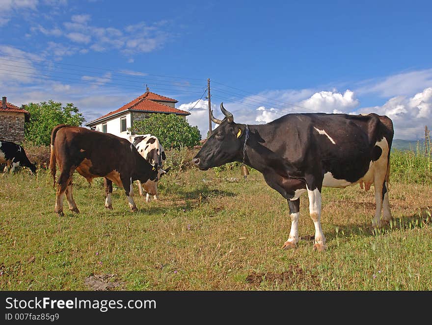 Cows