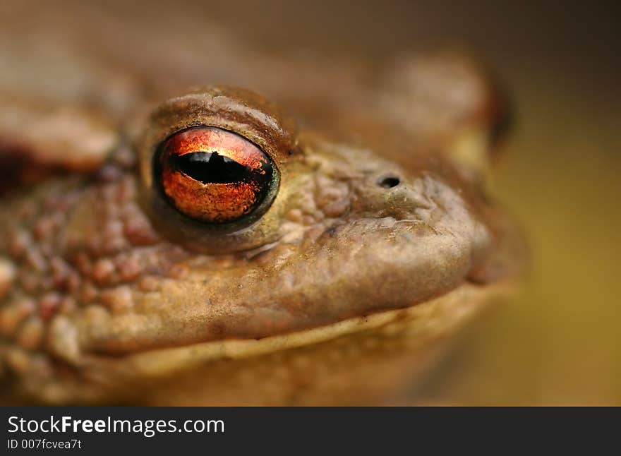 Toad (Bufo bufo)