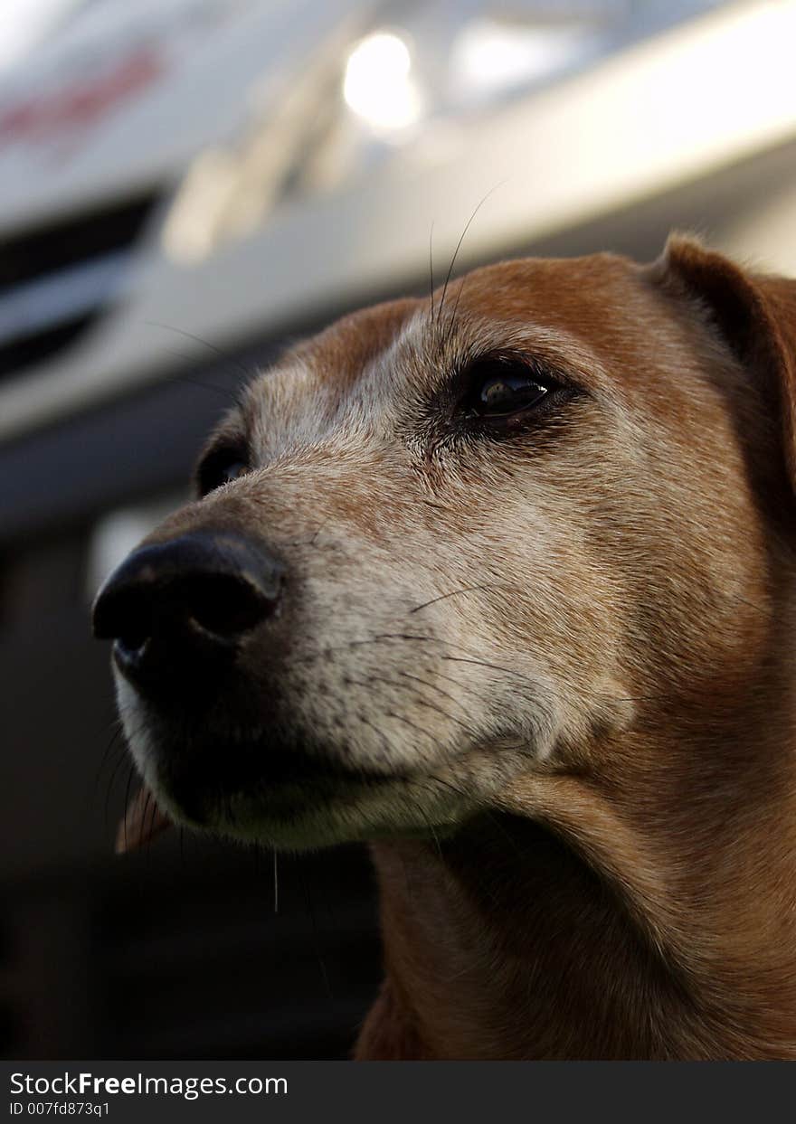 Closeup of a dog watching the yard. Closeup of a dog watching the yard.