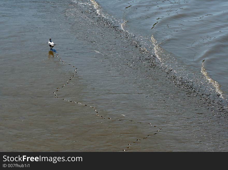 Bird with foot-prints in the sand. Bird with foot-prints in the sand