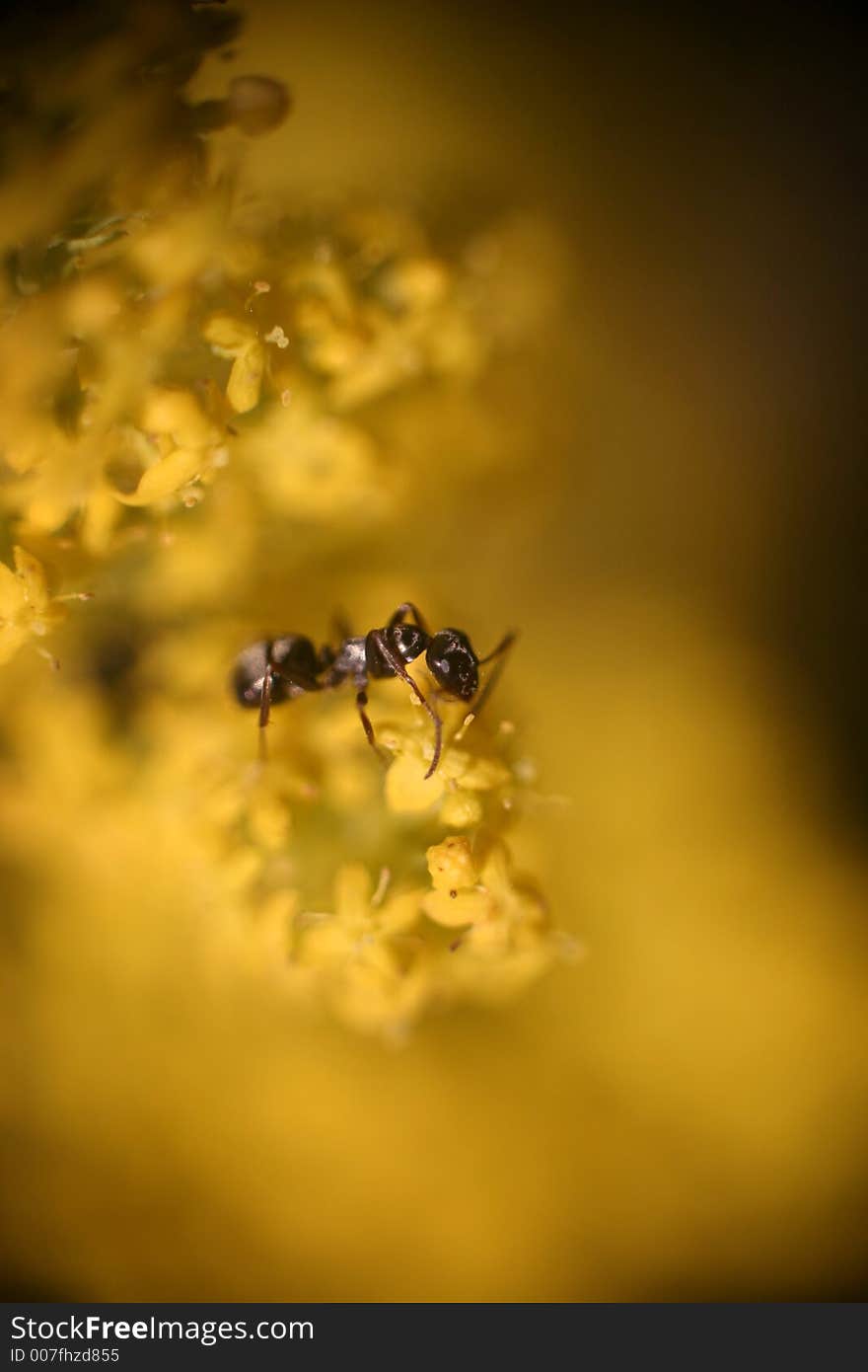 Macro. Ant