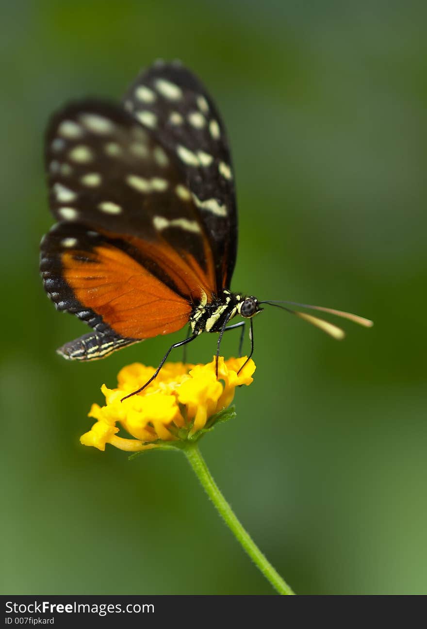 A beautiful butterfly on a yellow flower