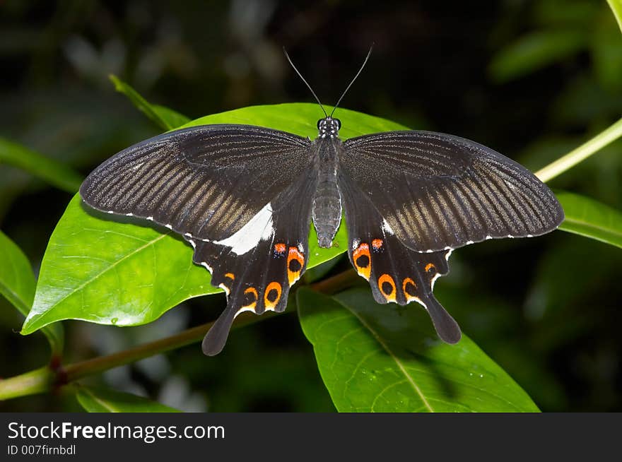 A beautiful butterfly on a leaf