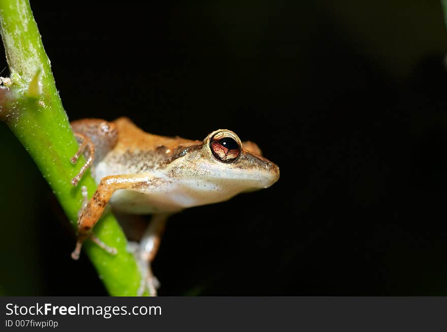 Cute frog  on a tree