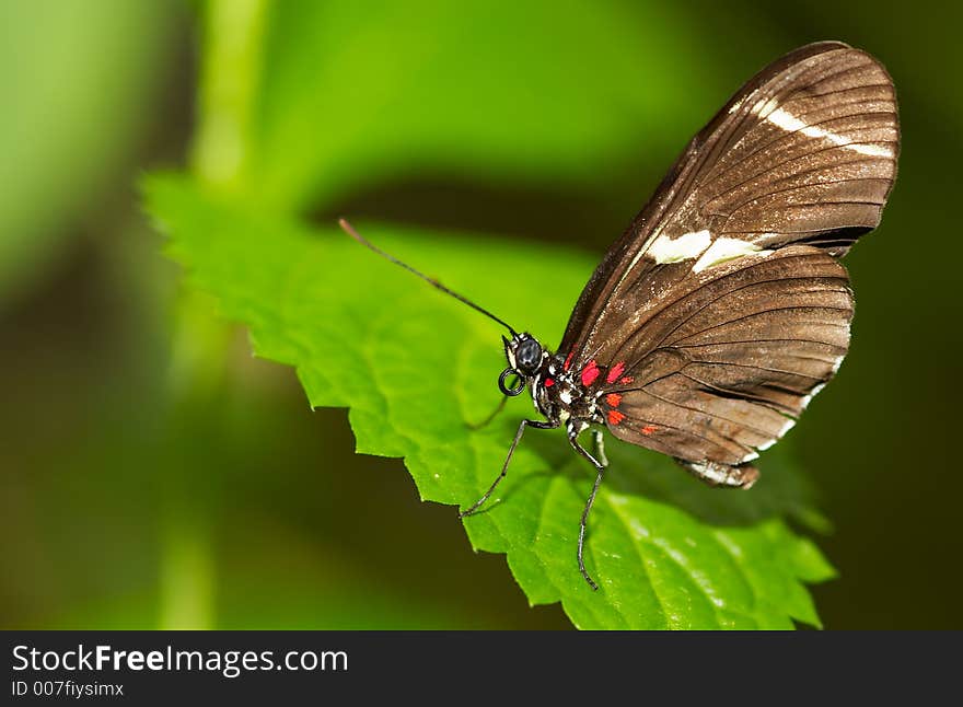 A beautiful butterfly on a leaf