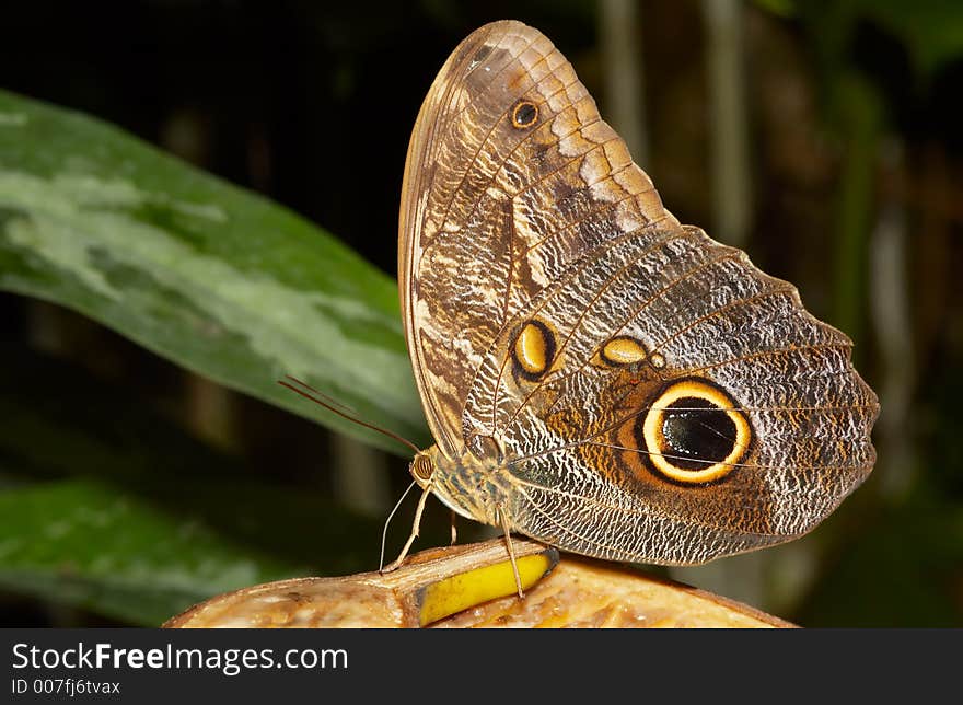 A beautiful butterfly on a piece of fruit