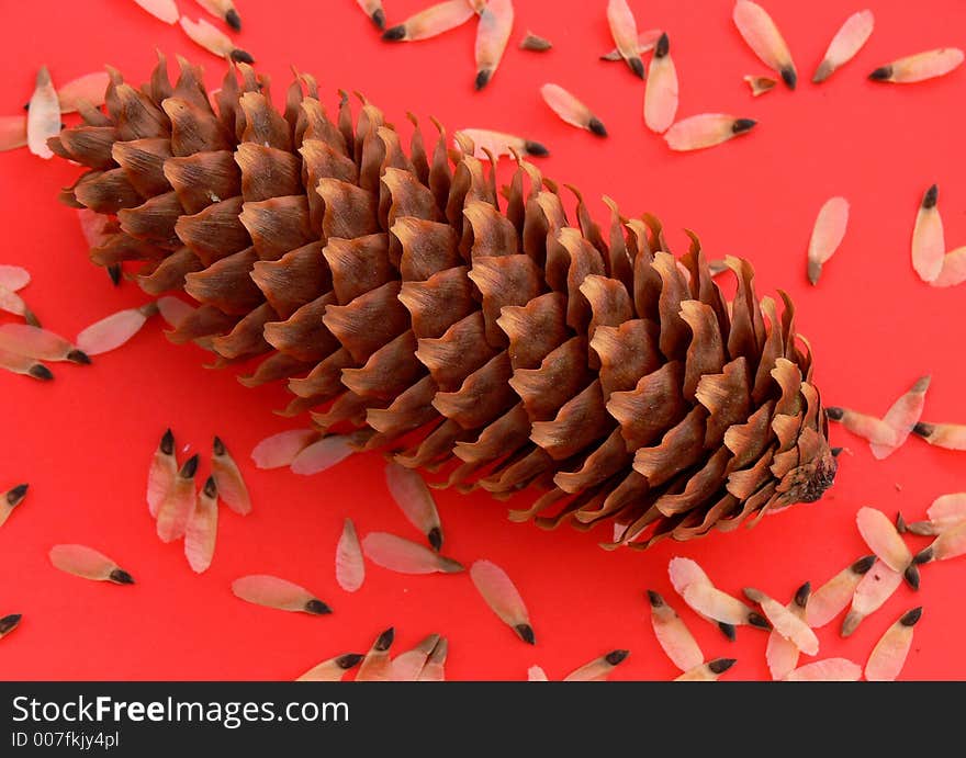 Pine cone with seeds on a red background. Pine cone with seeds on a red background