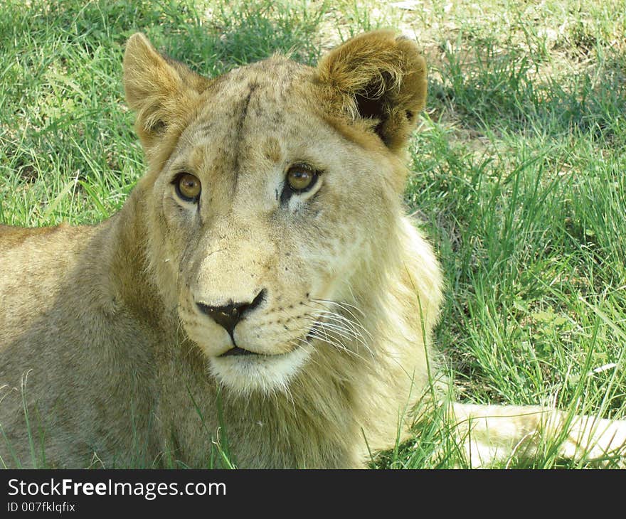 Beautiful lioness looking back, on the green grass. Beautiful lioness looking back, on the green grass