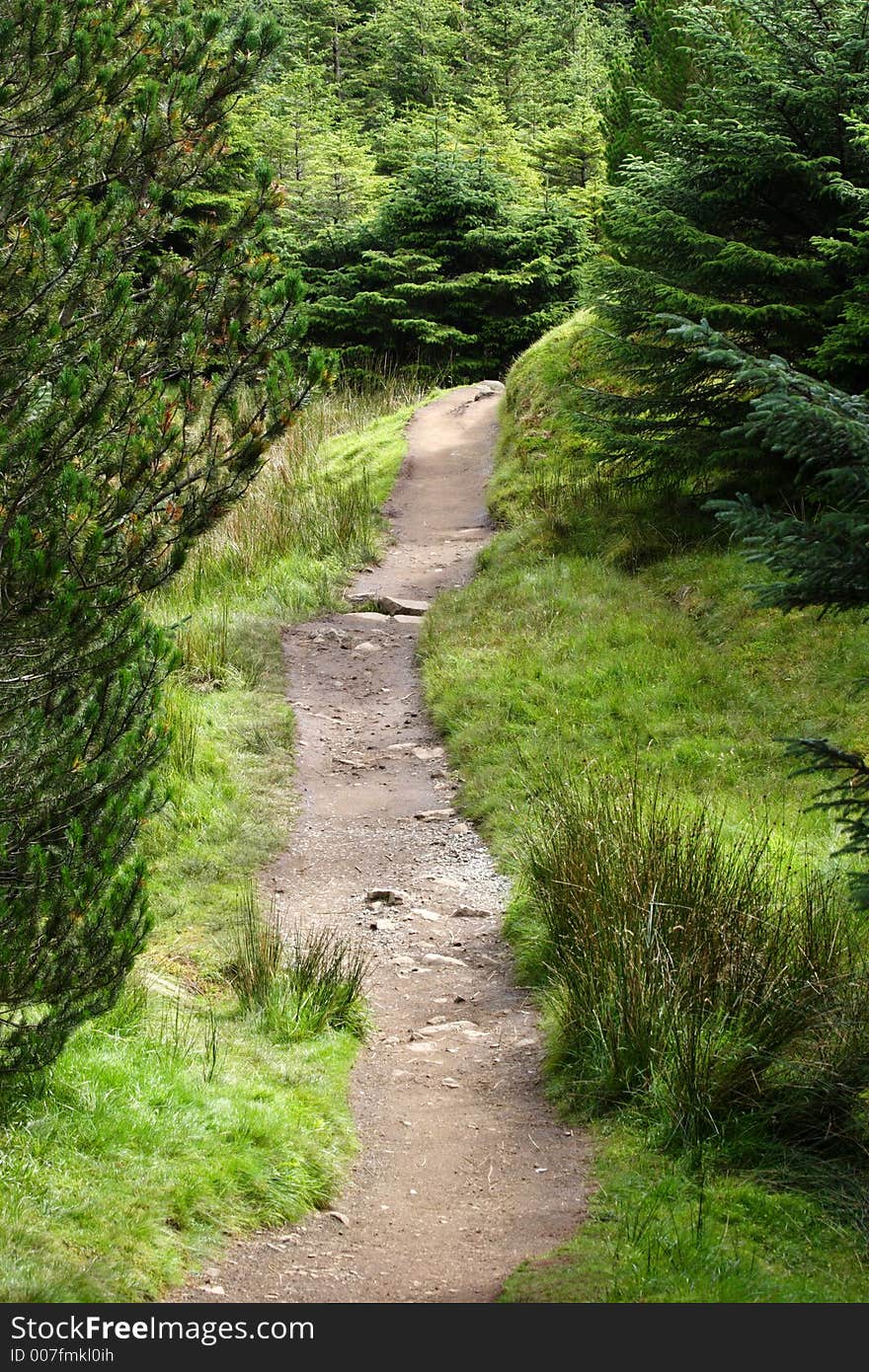 Walkway through forest in scotland