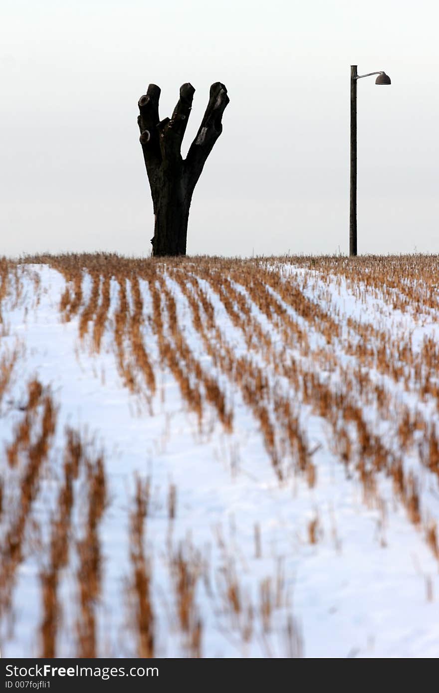 Landscape   in  winter, snowy field. Landscape   in  winter, snowy field