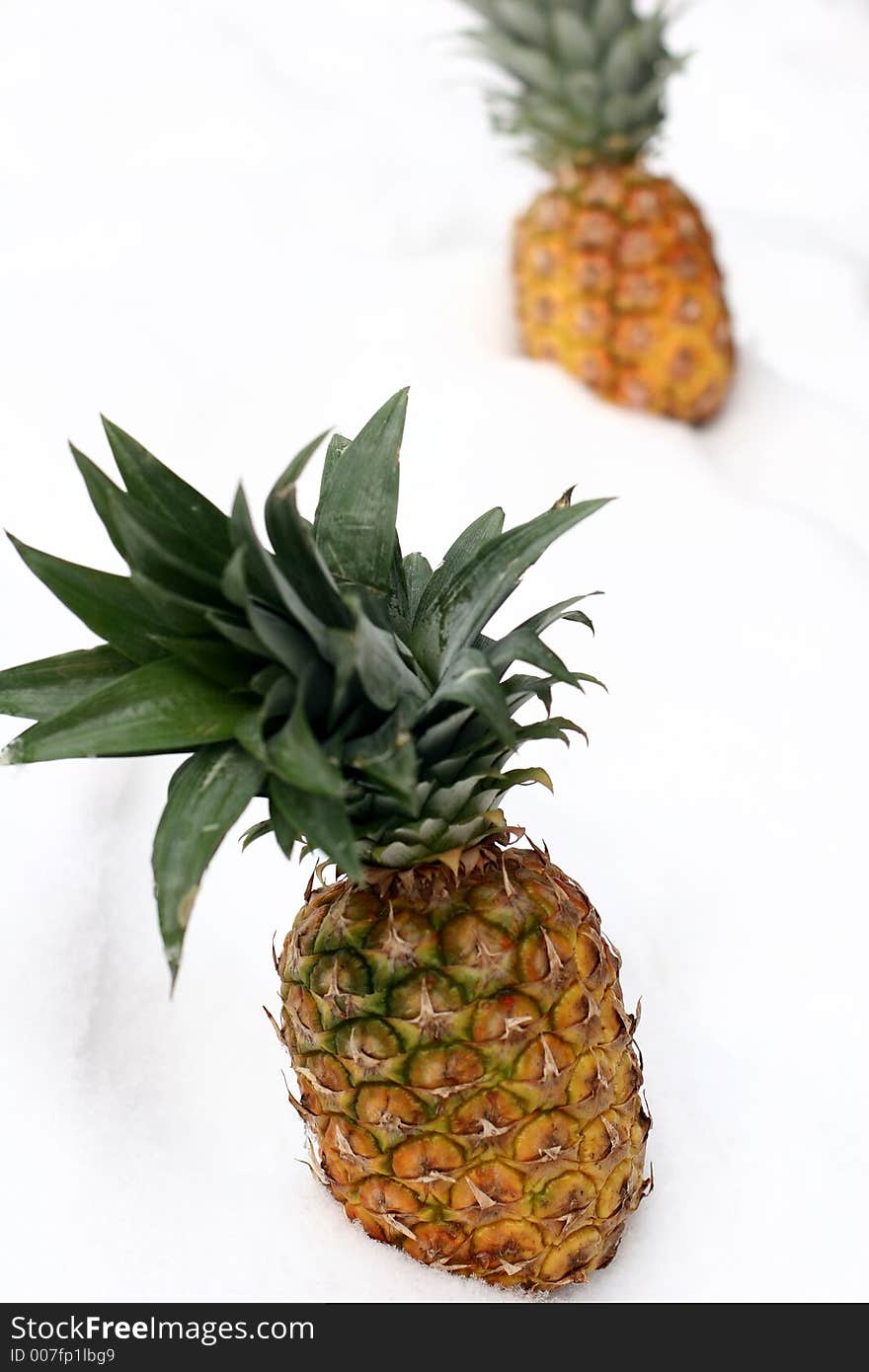 Close up picture of pineapples in snow. Close up picture of pineapples in snow