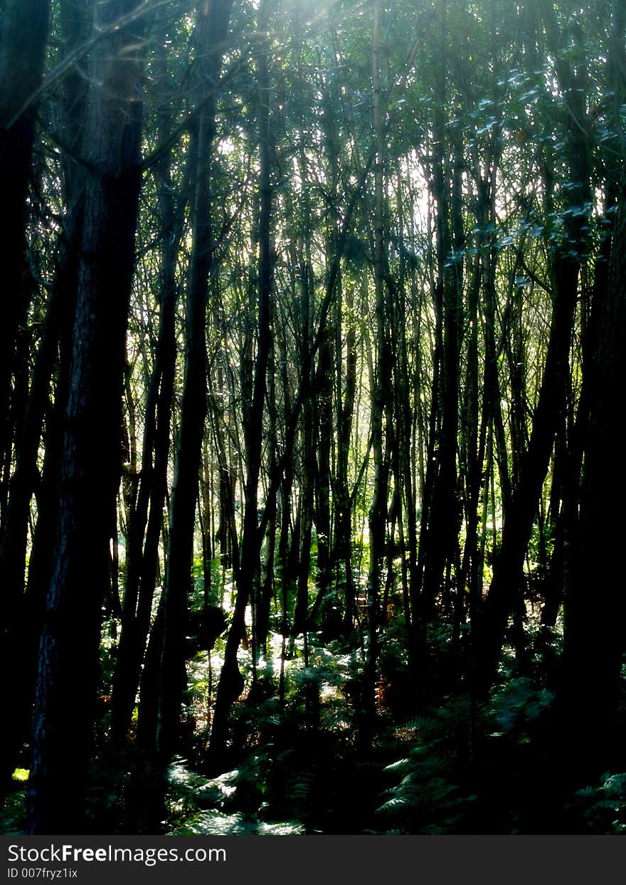 Back lit photograph in the forest