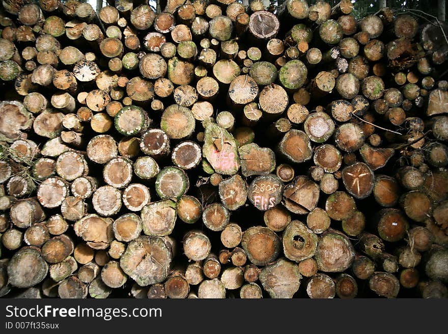 Forest , closeup on trees trunks