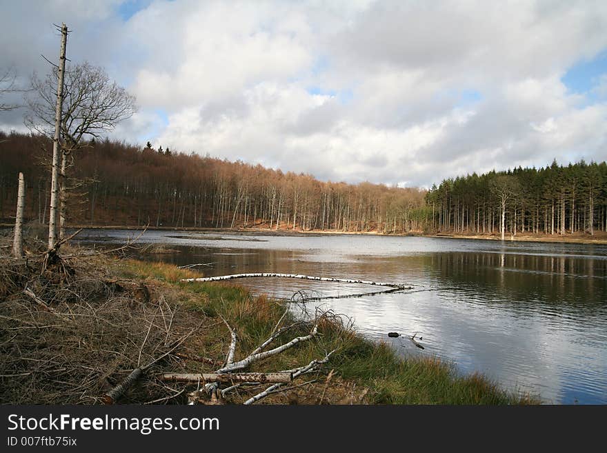 Trees And Lake