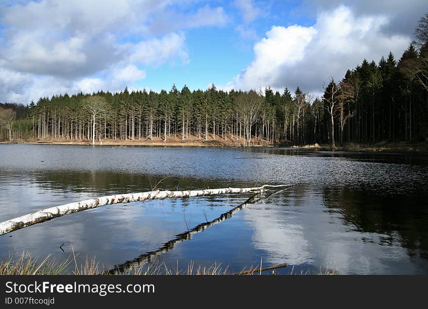 Forest , trees and leaves and a lake in denmark. Forest , trees and leaves and a lake in denmark