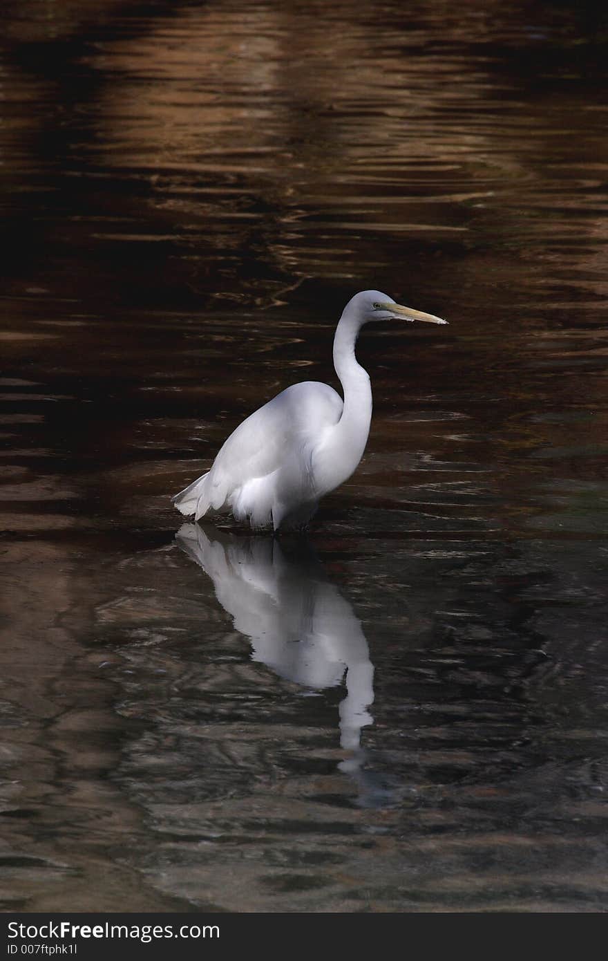 Great White Egret in water. Great White Egret in water