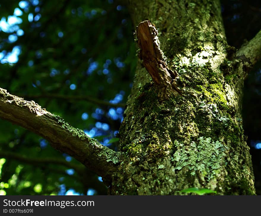 Detail of a tree in daylight