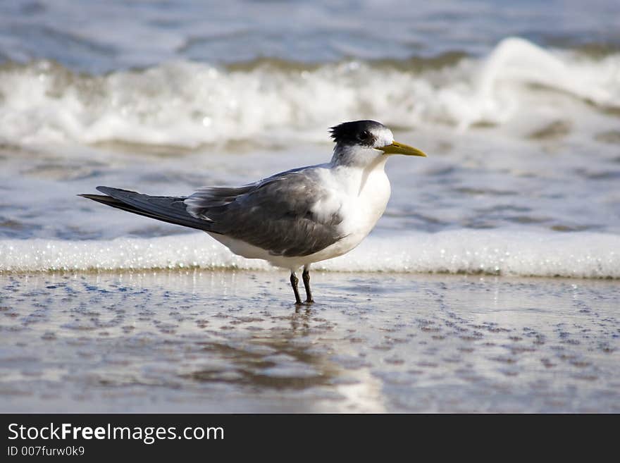 Turn standing in shallow water on a beach