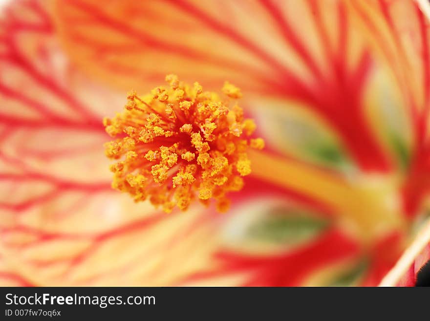 Beautiful closeup of a flower