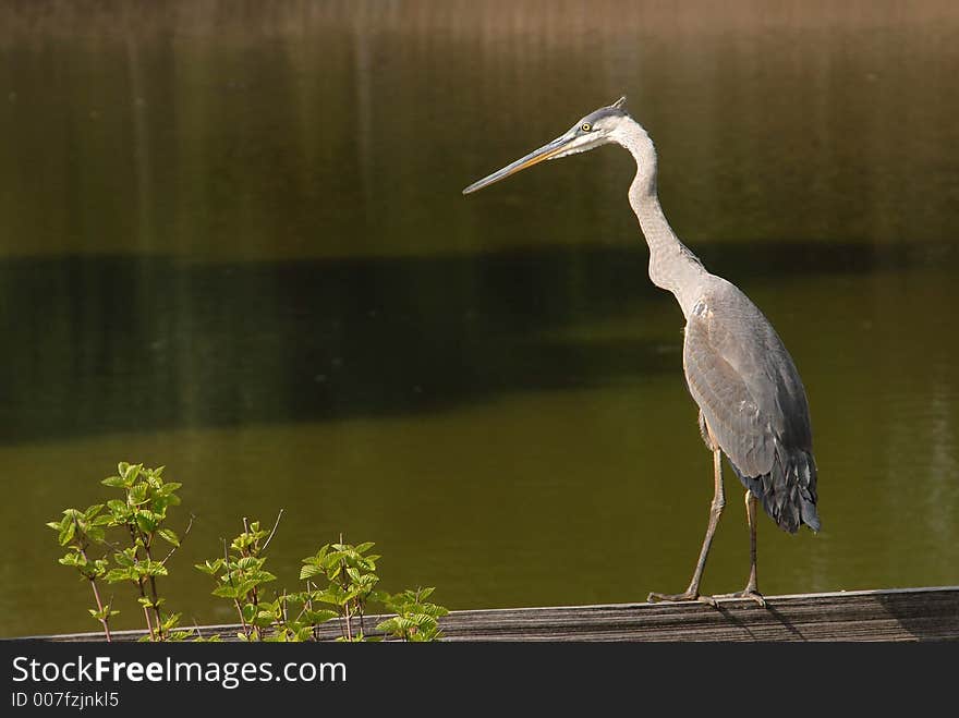 Blue heron