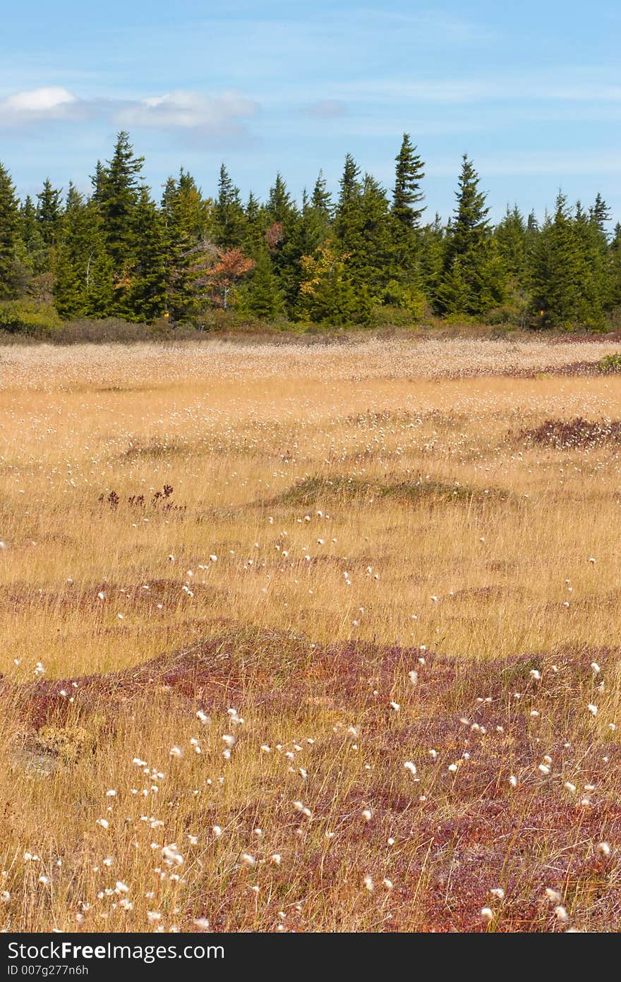 Dolly Sods, Monongahela National Forest, West Virginia, USA. Dolly Sods, Monongahela National Forest, West Virginia, USA