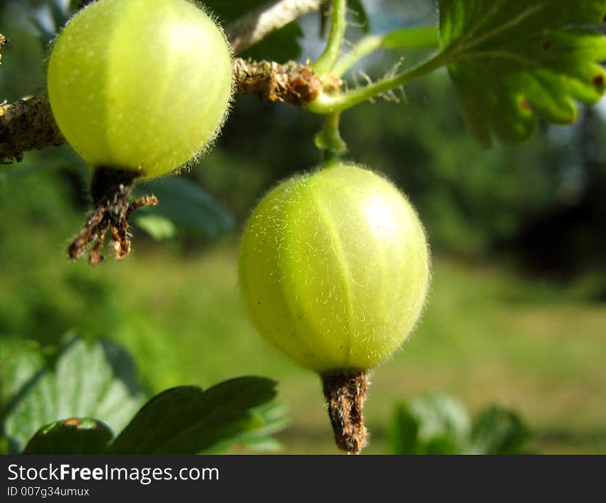 Green Gooseberry