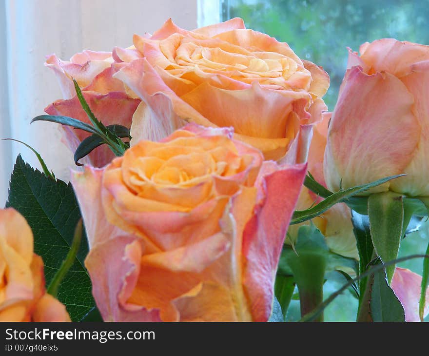 Roses in front of the window. Roses in front of the window