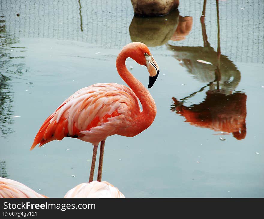 Pink flamingo posing near water