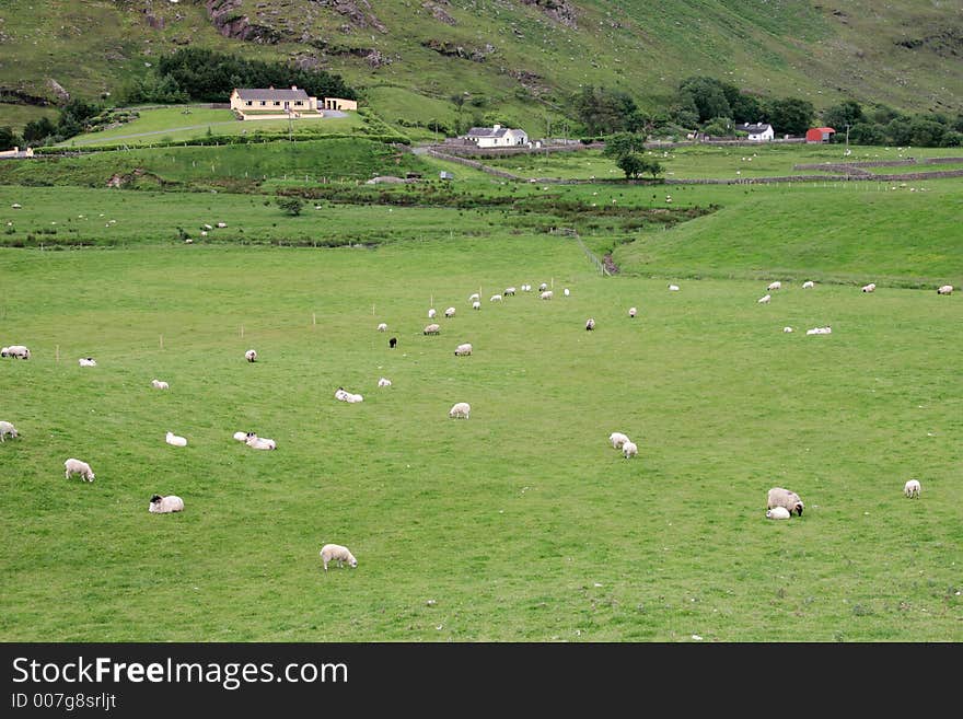 Irish sheep farm with sheep grazing on lush green pastures