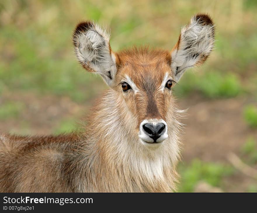 Waterbuck Portrait