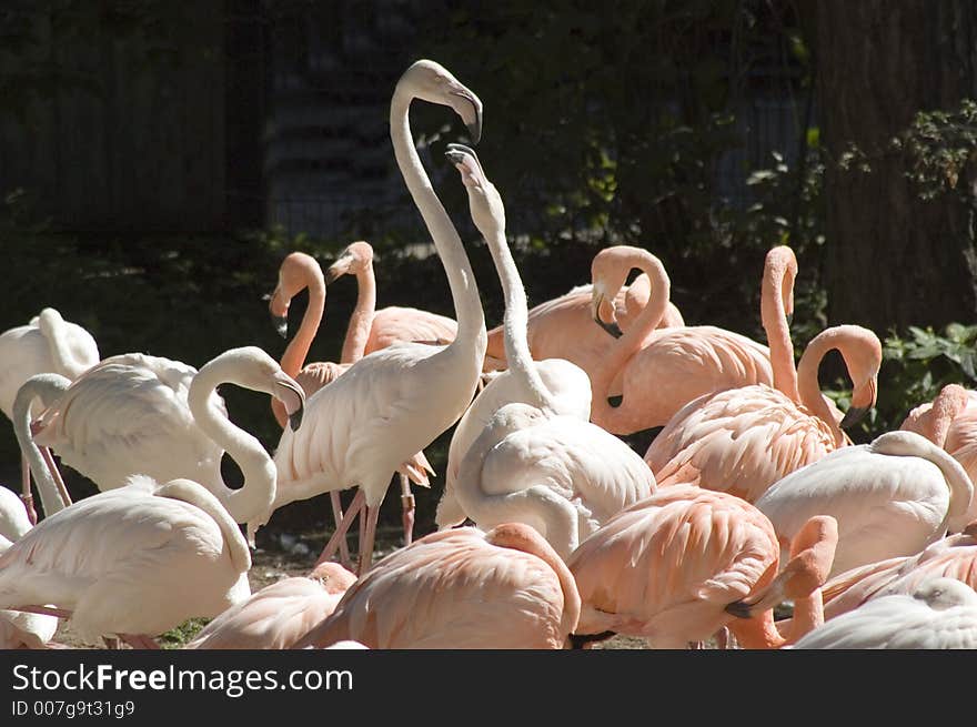 Flamingo in zoo in Riga