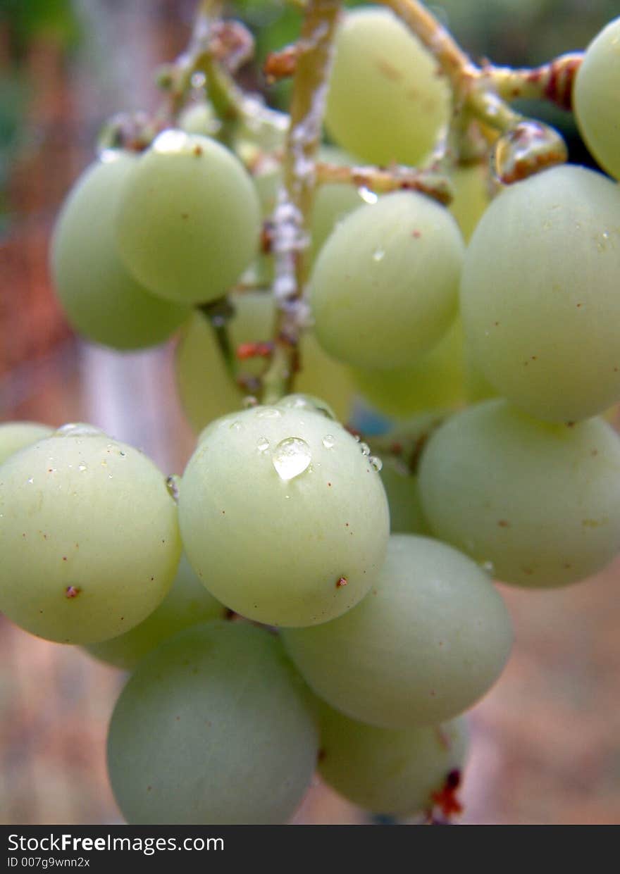 Green grape in vineyard