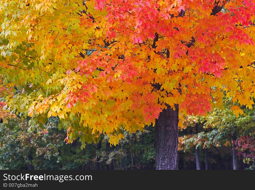 Colorful Tree