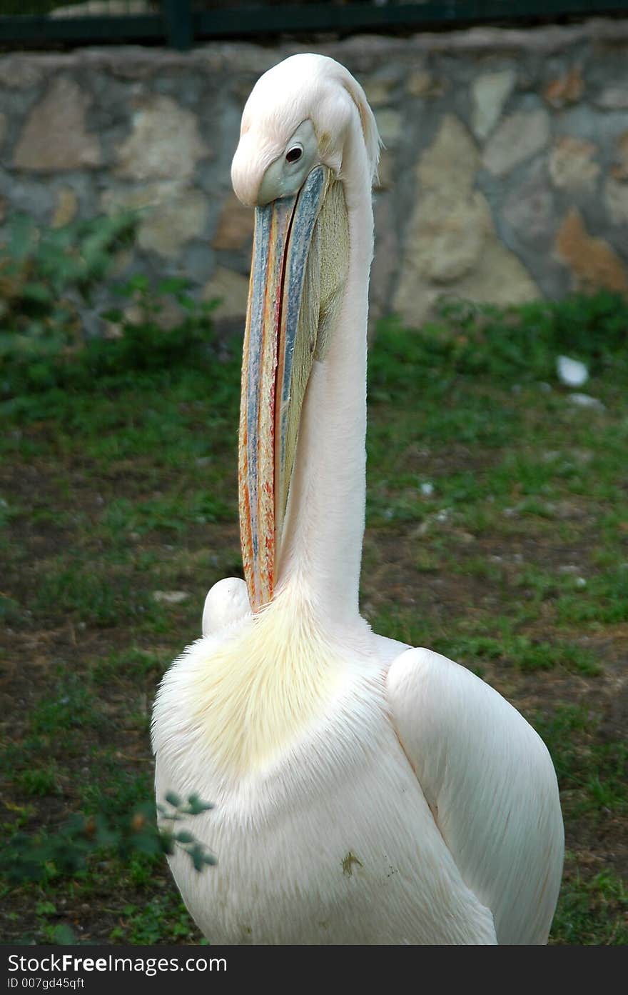 The pelican in zoo in Riga