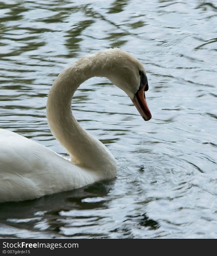 Swan