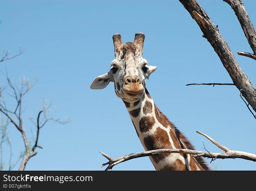 Giraffe in the trees checking out it's surroundings. Giraffe in the trees checking out it's surroundings