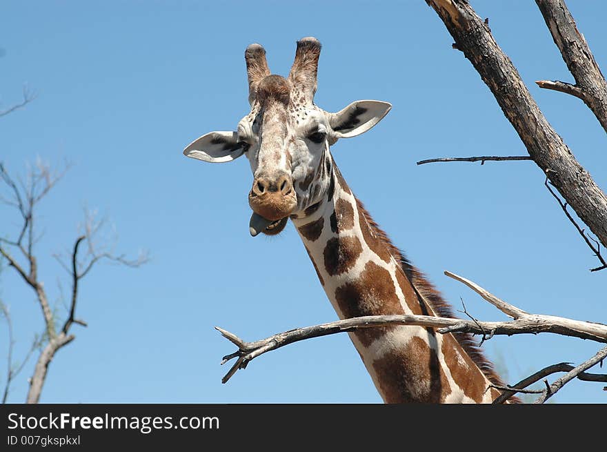 Giraffe in the trees checking out it's surroundings. Giraffe in the trees checking out it's surroundings