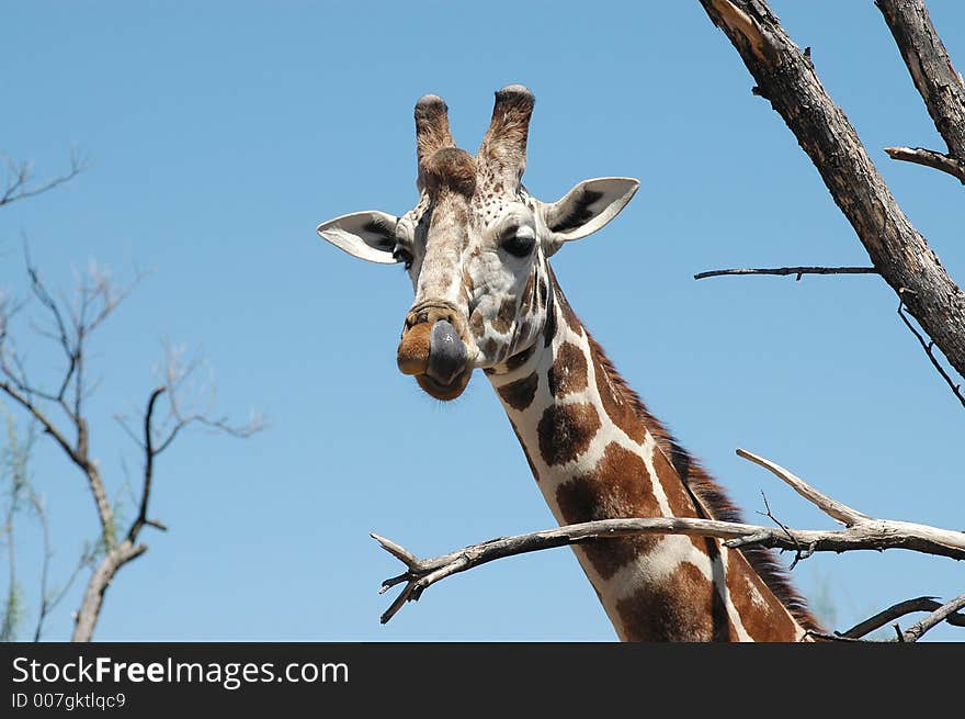 Giraffe in the trees checking out it's surroundings. Giraffe in the trees checking out it's surroundings