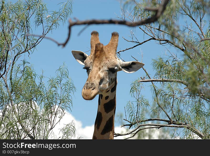 Giraffe in the trees checking out it's surroundings. Giraffe in the trees checking out it's surroundings